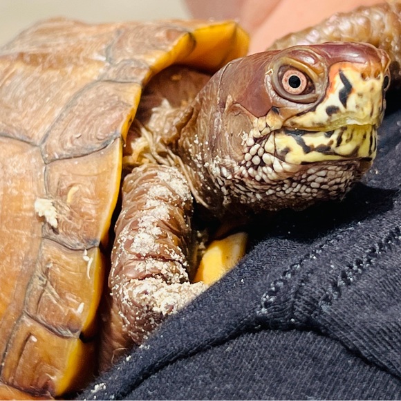 A little about me. - Picture 7 of 16